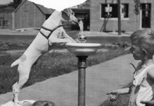 10 foto historike që të ngrohin zemrën