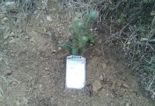 Berat, nxënësit e shkollës së Mesme Roshnik mbjellin 300 fidan pisha