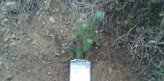 Berat, nxënësit e shkollës së Mesme Roshnik mbjellin 300 fidan pisha