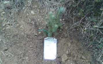 Berat, nxënësit e shkollës së Mesme Roshnik mbjellin 300 fidan pisha