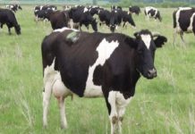 Kukës, nis kompensimi i bagëtive të dëmtuara nga dermatoza nodulare