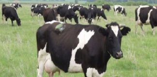 Kukës, nis kompensimi i bagëtive të dëmtuara nga dermatoza nodulare