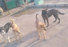 Shkodër, vaksinim qenëve të rrugëve