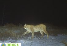 Foto: Ja rezultatet e moratoriumit të gjuetisë së kafshëve të egra