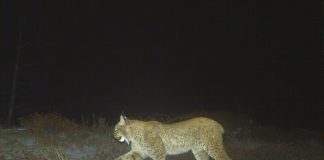 Foto: Ja rezultatet e moratoriumit të gjuetisë së kafshëve të egra