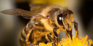 Studimi: Bletët kura kundër AIDS