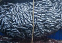 Bisedime me BE për rritjen e eksportit të produkteve të detit