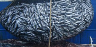 Bisedime me BE për rritjen e eksportit të produkteve të detit