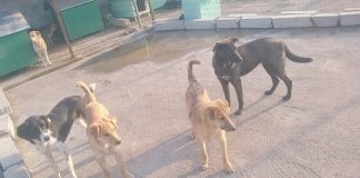 Lezhë: Rehabilitimi dhe sterilizimi i qenëve endacakë, nis faza e dytë