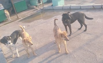 Lezhë: Rehabilitimi dhe sterilizimi i qenëve endacakë, nis faza e dytë