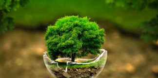 Dita Ndërkombëtare e Tokës: Si mund t’i vijmë në ndihmë Tokës