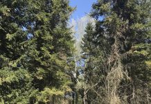 Maliq, nis rehabilitimi i Pyllit të Fazanëve