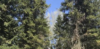 Maliq, nis rehabilitimi i Pyllit të Fazanëve