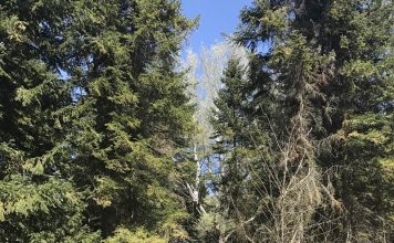 Maliq, nis rehabilitimi i Pyllit të Fazanëve