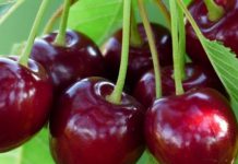 Efektet pozitive të qershisë në shëndetin tonë