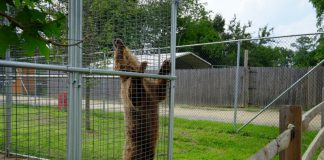 Çlirohen dy arinj të robëruar në Parkun Kombëtar të Thethit
