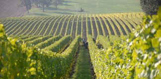 ”LE FIGARO”: Shqipëria me vreshtat më të vjetra në Europ