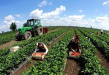 Fondi 94 milionë euro për fermerët, kush mund të përfitojë dhe kushtet e nevojshme