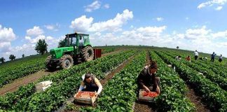 Fondi 94 milionë euro për fermerët, kush mund të përfitojë dhe kushtet e nevojshme