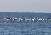 Efektet e moratoriumit, rritet numri i shpendëve në lagunat shqiptare