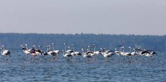 Efektet e moratoriumit, rritet numri i shpendëve në lagunat shqiptare