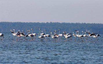 Efektet e moratoriumit, rritet numri i shpendëve në lagunat shqiptare