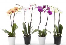 Efektet pozitive nga prania e luleve në tavolinën e punës