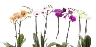 Efektet pozitive nga prania e luleve në tavolinën e punës