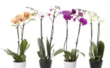 Efektet pozitive nga prania e luleve në tavolinën e punës