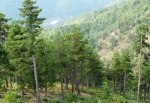 Nis inventarizimi Kombëtar i Pyjeve dhe Kullotave