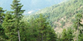 Nis inventarizimi Kombëtar i Pyjeve dhe Kullotave