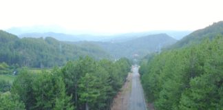 Është çelur thirrja e dytë për aplikime në skemën e granteve për mbrojtjen e pyjeve