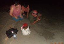 Divjakë, çelin 50 breshka deti (Carreta carreta)