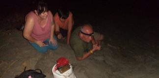 Divjakë, çelin 50 breshka deti (Carreta carreta)