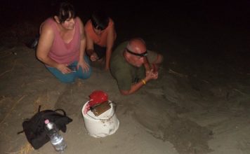 Divjakë, çelin 50 breshka deti (Carreta carreta)