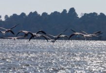 Parku Divjakë-Karavasta, tërheq turistët e vëzhgimit