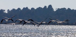 Parku Divjakë-Karavasta, tërheq turistët e vëzhgimit