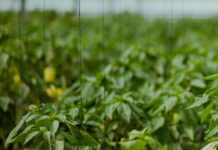 Edhe dy milionë dollarë fonde shtesë për zhvillimin e bujqësisë