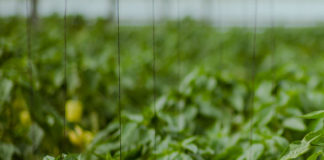 RTSH, së shpejti me një kanal të dedikuar për fermerët dhe bujqësinë