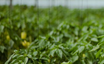 Edhe dy milionë dollarë fonde shtesë për zhvillimin e bujqësisë