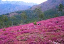 32% e të gjithë florës evropiane gjendet edhe në Shqipëri