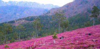 32% e të gjithë florës evropiane gjendet edhe në Shqipëri