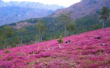32% e të gjithë florës evropiane gjendet edhe në Shqipëri