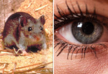 Eksperiment, shikimi mund të rikthehet