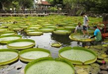 Tawain, mund të lundroni mbi zambakët e ujit