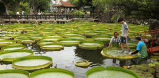 Tawain, mund të lundroni mbi zambakët e ujit