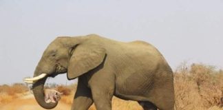 Kjo foto është konsideruar si më e mira e këtij shekulli