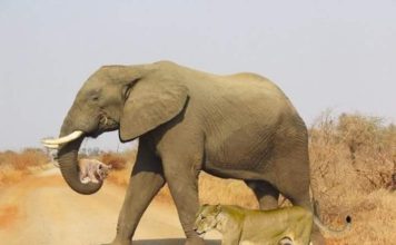 Kjo foto është konsideruar si më e mira e këtij shekulli