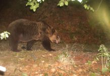 Foto/ Moratoriumi i gjuetisë ka rigjallëruar faunën e egër