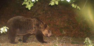 Foto/ Moratoriumi i gjuetisë ka rigjallëruar faunën e egër